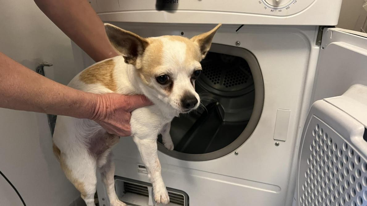 Linge pour chihuahua store